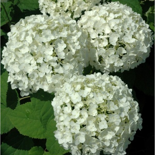 Hydrangea White Flower Plant